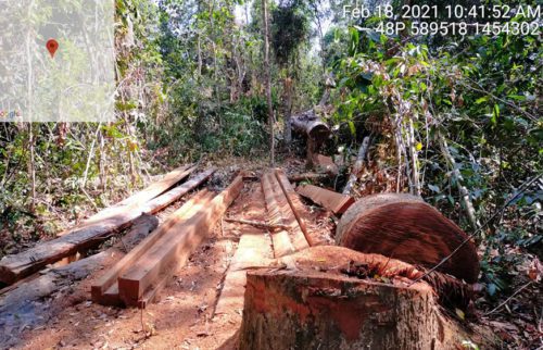 គល់ឈើនិងកំណាត់ឈើមួយចំនួនត្រូវបានកម្លាំងក្រុមការងារគណៈកម្មការជាតិ សហការជាមួយជំនាញថ្នាក់ក្រោមជាតិ ប្រទះឃើញនៅថ្ងៃទី១៨ ខែកុម្ភៈ ឆ្នាំ២០២១ ទីតាំងនៅចំណុចអូរសាម៉ៃ ខេត្តក្រចេះ។ (ហ្វេសប៊ុក៖ GRK News | កងរាជអាវុធហត្ថ)