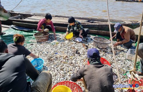 ប្រជាពលរដ្ឋខ្មែរនិងអ៊ីស្លាមប្រមូលទិន្នផលនេសាទត្រី សម្រាប់យកទៅធ្វើផ្អកប្រហុកទុកប្រើប្រាស់ក្នុងគ្រួសារនិងសម្រាប់លក់ដូរ ស្ថិតនៅគីឡូម៉ែត្រលេខ៩ សង្កាត់ច្រាំងចំរេះ ខណ្ឌឫស្សីកែវ ថ្ងៃទី១៤ ខែធ្នូ ឆ្នាំ២០២១។