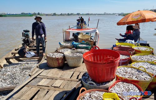 ប្រជាពលរដ្ឋខ្មែរនិងអ៊ីស្លាមប្រមូលទិន្នផលនេសាទត្រី សម្រាប់យកទៅធ្វើផ្អកប្រហុកទុកប្រើប្រាស់ក្នុងគ្រួសារនិងសម្រាប់លក់ដូរ ស្ថិតនៅគីឡូម៉ែត្រលេខ៩ សង្កាត់ច្រាំងចំរេះ ខណ្ឌឫស្សីកែវ ថ្ងៃទី១៤ ខែធ្នូ ឆ្នាំ២០២១។