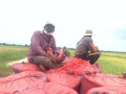 លោក ហម អៀង ប្រជាកសិកររស់នៅភូមិព្រះស្រែ ឃុំតាឡំ ស្រុកមង្គលបូរី ខេត្តបន្ទាយមានជ័យ កំពុងអង្គុយលើបេឬប៉ាវស្រូវ កាលពីថ្ងៃទី២០ ខែសីហា ឆ្នាំ២០២២ រៀបរាប់ពីការប្រមូលផលស្រូវប្រាំងនិងតម្លៃស្រូវឆ្នាំនេះ។ (ពក ខឺយ)