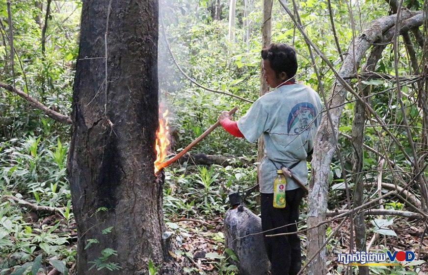 លោក ស៊ុំ ស៊ូ ជាជនជាតិដើមភាគតិចកួយ រស់នៅភូមិប្រមេរុ ឃុំប្រមេរុ ស្រុកត្បែងមានជ័យ ខេត្តព្រះវិហារ កំពុងតែបំពេញការងារប្រចាំថ្ងៃក្នុងព្រៃព្រះរការ នៅថ្ងៃទី១៨ ខែមិថុនា ឆ្នាំ២០២០។ (ទុយ អេងលី)