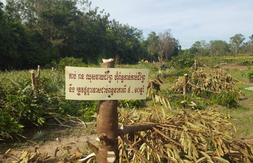 ទីតាំងដំណាំប្រជាពលរដ្ឋ រួមមាន ដើមស្វាយ ដើមធូរ៉េន និងដំណាំផ្សេងទៀត អស់ប្រមាណ២០០ដើម មន្ត្រីអង្គការវាយអេដ សហការជាមួយមន្ត្រីអាវុធហត្ថ និងមន្ត្រីក្រសួងបរិស្ថាន ចុះកាប់បំផ្លាញ ដោយថា ពលរដ្ឋទន្ទ្រានយកដីនៅតំបន់អភិរក្ស។​ (រូបភាព៖ Mother Nature Cambodia)