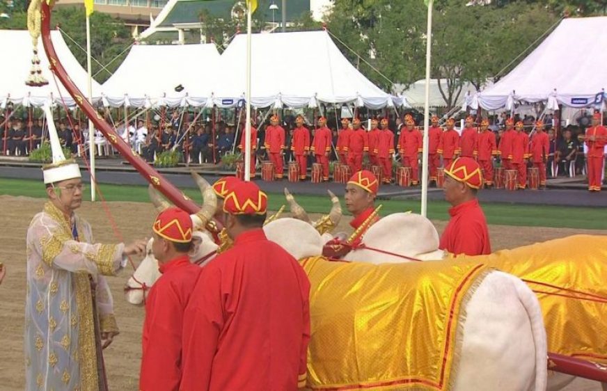 170512-vod-meta-g-eco-Thailands new king watches as sacred oxen predict good harvest