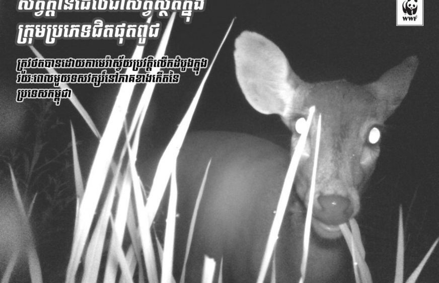 សត្វក្តាន់​ជិតផុតពូជមាននៅខេត្តក្រចេះ (WWF Cambodia)