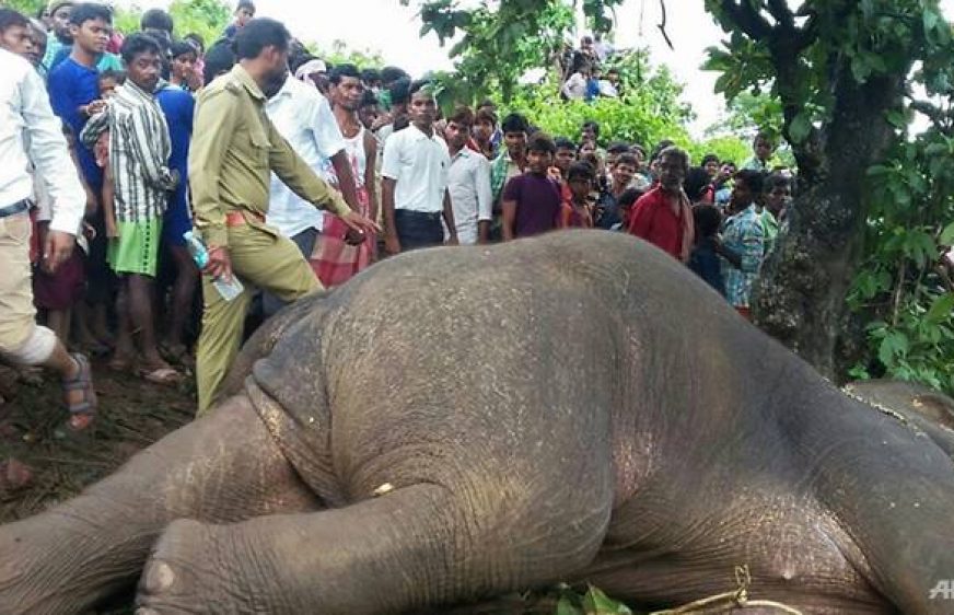 20170813-vod-udom-g-env-Hunter fells elephant that killed 15 in India