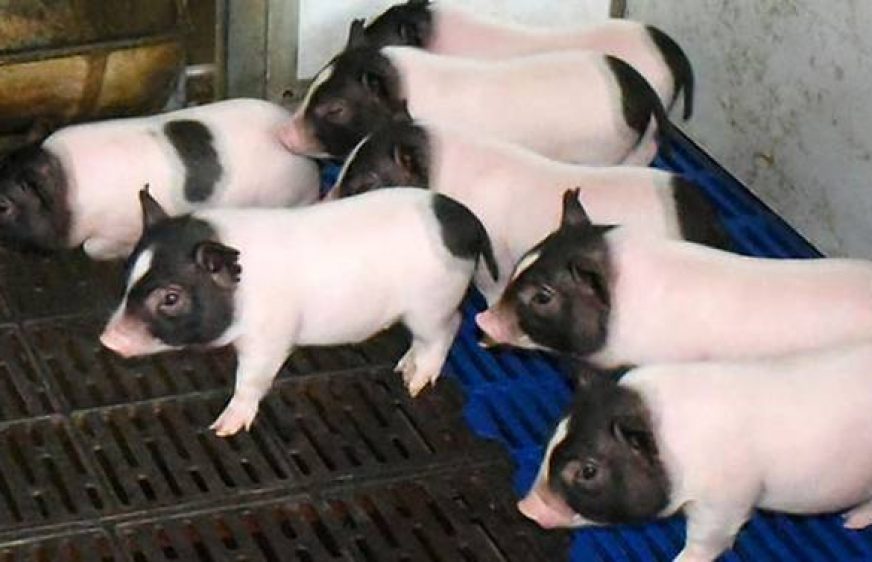 20171026-vod-udom-g-agri-Chinese scientists create low-fat pigs with mouse gene