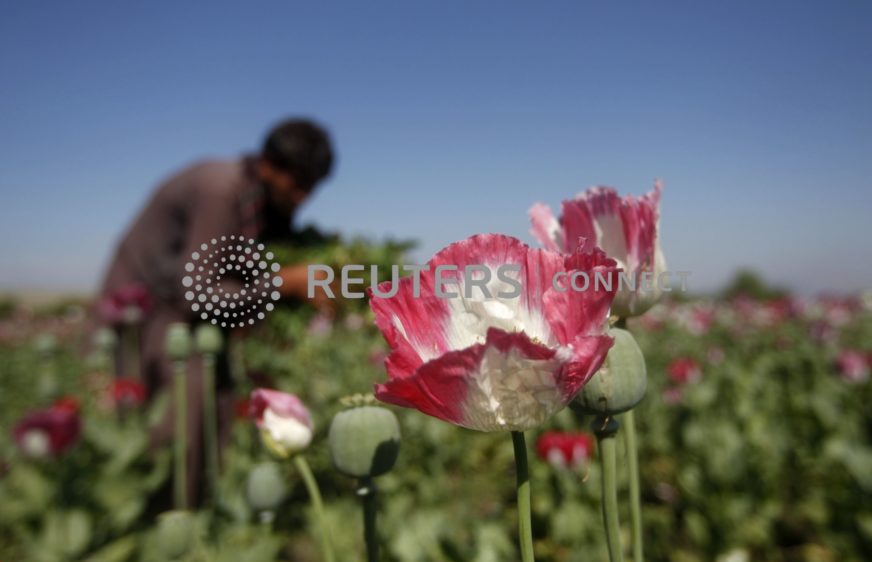រូបឯកសារ៖ បុរសអាហ្វហ្គានីស្ថានម្នាក់ធ្វើការនៅចម្ការដាំអាភៀន នៅខេត្តចាឡាឡាបាដ (Jalalabad) ថ្ងៃទី១៧ ខែមេសា ឆ្នាំ២០១៤។ (REUTERS/ Parwiz)