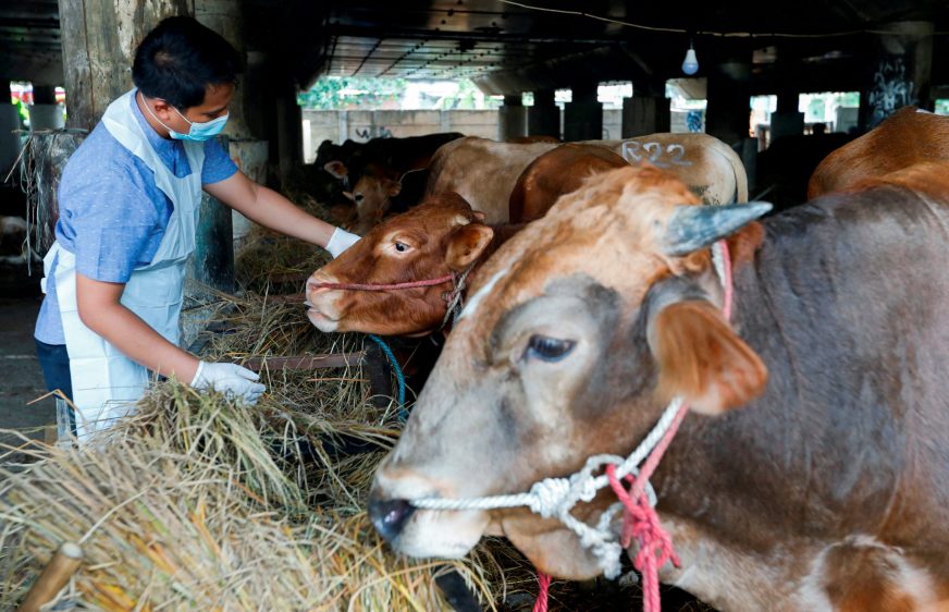 A Marine and Agricultural Food Security officer inspects a cow at a cattle shop to prevent the spread of foot and mouth disease in Tanjung Priok, North Jakarta, Indonesia, June 24, 2022. REUTERS/Ajeng Dinar Ulfiana