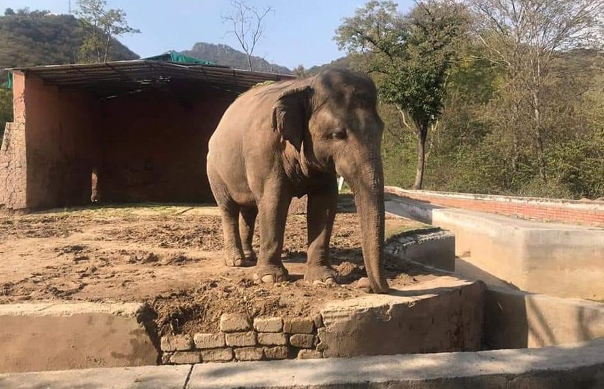 ដំរីឈ្មោះ កា​វ៉ាន់​ (Kaavan​) នៅក្នុងសួនសត្វវ​អ៊ី​ស្លា​មា​បាដ ​(Islamabad Zoo​) កាលពីអំឡុងខែឧសភា ឆ្នាំ២០២០។ (Friends of Islamabad Zoo)