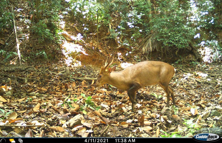 សត្វ​ឈ្លូសយក្ស (Large-antlered muntjac ឬ Giant muntjac (Muntiacus vuquangensis) ដែលជាប្រភេទសត្វរងគ្រោះជិតផុតពូជខ្លាំងលើពិភពលោក ត្រូវបានរកឃើញតាមរយៈ​​ទិន្នន័យរូបភាពប្រមូល​បានពីម៉ាស៊ីនថតស្វ័យប្រវត្តិដាក់ដោយមន្ត្រីក្រសួងបរិស្ថាននៅថ្ងៃទី១១ ខែមេសា ឆ្នាំ២០២១ នៅក្នុងតំបន់ការពារធម្មជាតិក្នុងខេត្តរតនគិរី។ (ហ្វេសប៊ុក៖ Ministry of Environment)