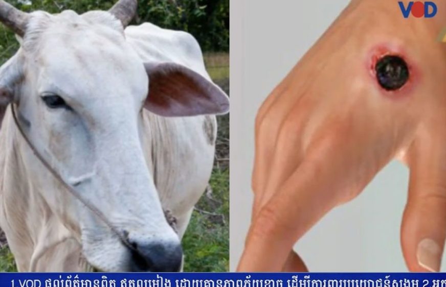 កម្ពុជាផ្អាកនាំចូល​សត្វពាហនៈ​ និង​ផលិត​​ផ​ល​សាច់​សត្វ​ក្រោយ​ថៃ​ផ្ទុះ​ជំងឺ​​​​​អង់​ត្រាក់