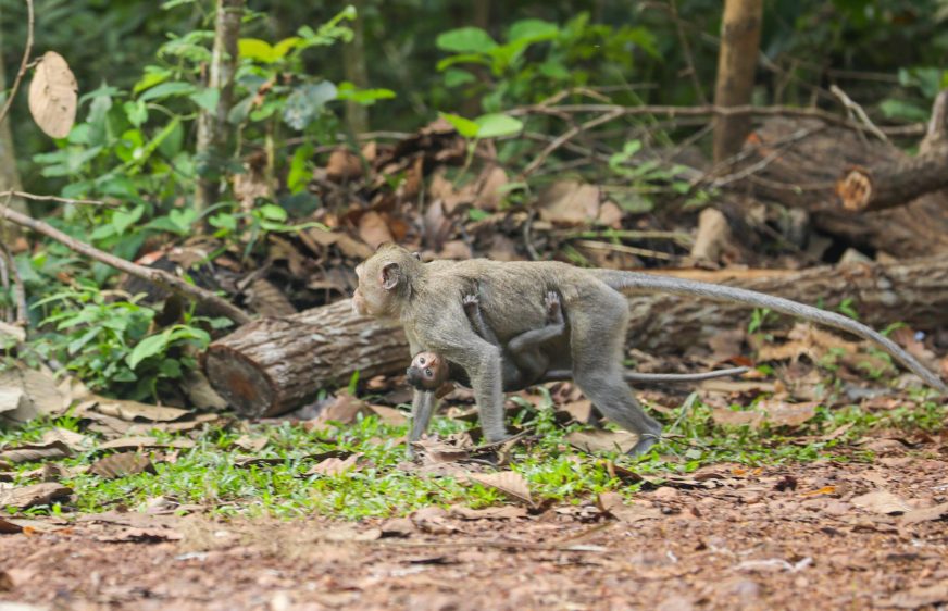 Globe Feature Image_Delgado_Macaques_1197