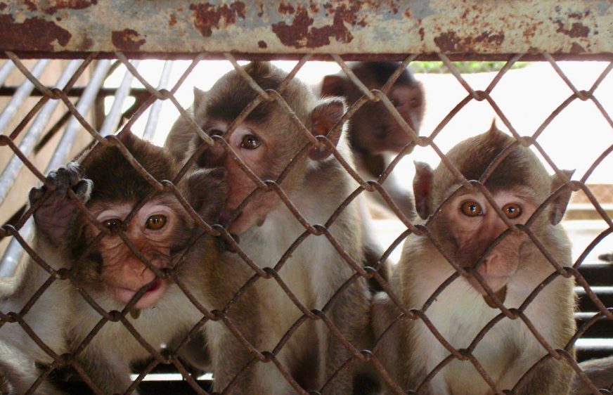 សត្វ​ស្វាក្ដាម (long-tailed macaques)។ (Cruelty Free International)