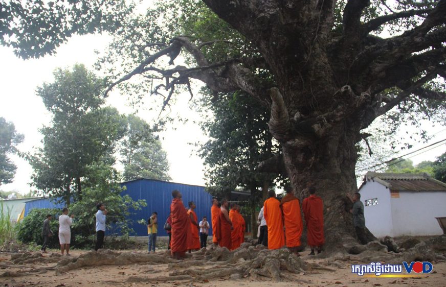 ព្រះសង្ឃ និងយុវជនដែលរស់នៅកម្ពុជាកណ្ដាល បានធ្វើទស្សនកិច្ចនៅទីតាំងដើមឈើទាលឧកញ៉ា ស៊ឺន គុយ ស្ថិតនៅខេត្តព្រះត្រពាំង ទឹកដីកម្ពុជាក្រោម ថ្ងៃទី០១ ខែមករា ឆ្នាំ២០២៣។