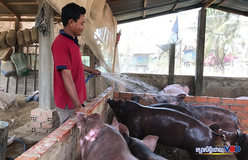 បទយកការណ៍៖ កសិករខ្លះ​នៅខេត្តព្រៃវែង​ បន្តចិញ្ចឹមជ្រូកដោយប្រថុយប្រថានទោះប្រឈមនឹងការខាត​បង់